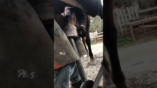 farrrierlife youtube farrierwork farriery farrierforfarriersbyfarriers satisfying [upl. by Ecissej]