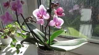 Phalaenopsis orchid Care [upl. by Hearn]