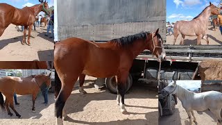 A feira de Cavalo é show cavalo com preço bom [upl. by Weaver982]