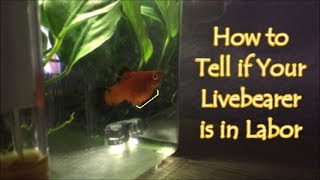 How to Tell if Your Fish Will Give Birth Soon quotsquared offquot [upl. by Bock]