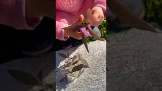 2 year old learning to propagate tradescantia planthome gardening plants kidsgardening plants [upl. by Suixela425]