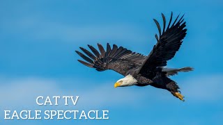 CAT TV  Epic Eagle Extravaganza for Your Purrfect Pal 🦅😺 [upl. by Yevoc]