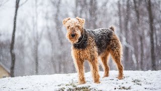 Exploring the Airedale Terriers Unique Bond with Otters [upl. by Jillayne686]