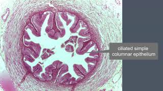 Uterine tube structure [upl. by Korns]