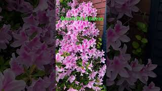 ❤️Beautiful Azaleas 🌺 nature 4knaturesounds relaxing naturesounds flowers azaleas beautiful [upl. by Ablem]