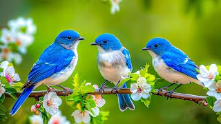 Bird Sounds 4K Soft Birdsong to Heal the Heart Therapeutic Relief for Stress Fatigue amp Depression [upl. by Oirazan223]