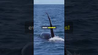 Killer Whales Oceans Majestic Predator [upl. by Isidore]