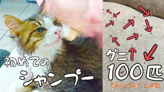 ダニが100匹以上落ちてたので…シャンプーしました【桜の下の猫】9 [upl. by Edualc]