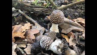 Talking about the Panther Cap Amanita pantherina and Amanitas in general during a Foraging Course [upl. by Irisa]