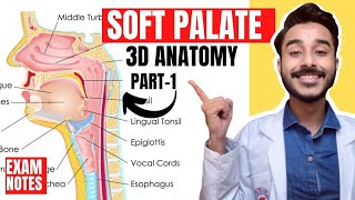 Soft Palate Anatomy 3D  muscles of soft palate anatomy  anatomy of soft palate muscles [upl. by Niletac623]