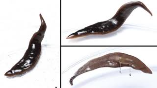 New species of predatory flatworms according to new research [upl. by Berkley]