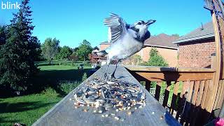 This Little Bluejay Good Morning from Bluejay [upl. by Gaither]