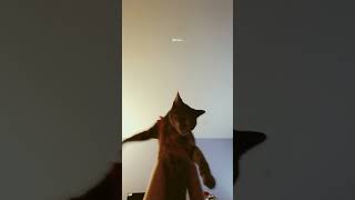 Nae Nae my cat dose la mama dance [upl. by Eremaj]