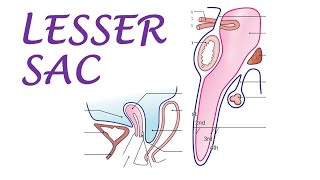 Chp18  Lesser Sac  Omental Bursa  BDC Vol2  Abdominal Cavity  Dr Asif Lectures [upl. by Camile]