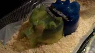 Skinny Pig Mating [upl. by Ennovoj]