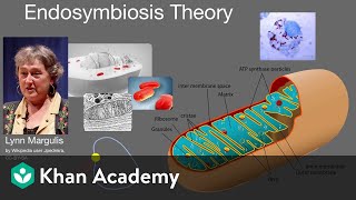 Endosymbiosis theory  Cell structure and function  AP Biology  Khan Academy [upl. by Neeliak]