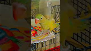 Alexandrine parrot baby ready to flying parrot parrotbaby beautiful shorts viral [upl. by Rennie]