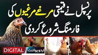 Principal Ne Qeemti Chicken Farming Shoro Kar Di  Chicken Farming In Pakistan [upl. by Eyoj]