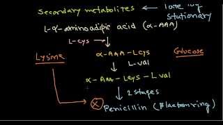 Penicillin production biosynthesis [upl. by Scrogan]