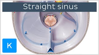 Straight Sinus sinus rectus tentorial sinus  Human Anatomy  Kenhub [upl. by Auerbach]