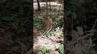 Wildlife monkey in Amber troop monkeyaction monkey monkeybehavior [upl. by Riha]