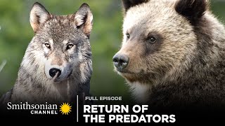 Return of the Predators 🐻🐺 Epic Yellowstone Full Episode  Smithsonian Channel [upl. by Lamori]