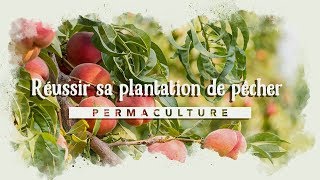 Planter un PÊCHER dans son jardin 🍑🍑🍑 [upl. by Annawot]