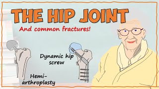 Anatomy of the Hip [upl. by Urina226]