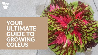 Your Complete Guide to Coleus Care From Seed to Harvest [upl. by Emoryt188]