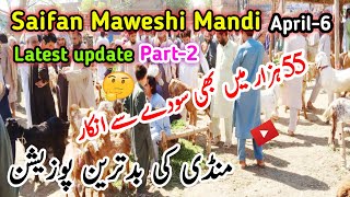 Saifan Mandi Peshawar 0742024 Latest Updates  part2 Turkey Balkhi Sheep [upl. by Bourne]