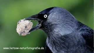 DohleBildershow Vögel in Deutschland [upl. by Aslam]