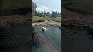 polar bear swimming at the columbus zoo animal [upl. by Drofnats]