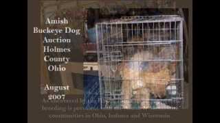 WIRE FOX TERRIER RESCUE MIDWEST  PUPPY MILL RESCUE MISSIONS [upl. by Namyl]