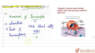 What is diapedesis [upl. by Nasho]