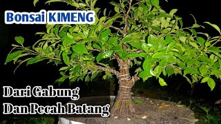 Cara Cepat Membuat Bonsai KimengHasil Gabung Dan Pecah Batang [upl. by Htiduj235]