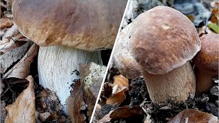 Boletus edulis vs Boletus reticulatus  quotwhich one is whichquot [upl. by Davidson]