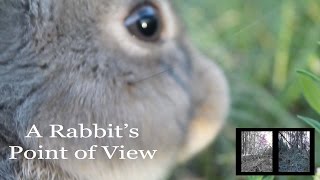 A Rabbits Point of View  What Rabbits See [upl. by Ynamrej57]