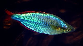 Dwarf Neon Rainbowfish Care Guide [upl. by Long736]