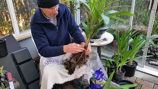 Bangalow Palm Archontophoenix Repot [upl. by Gnoy]