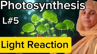 Plant physiologyL5photosynthesisLight ReactionZ scheme cyclic and non cyclic reaction [upl. by Ridglea157]