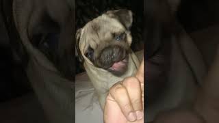 Fuck pug 😄😄😄😄😄 [upl. by Tav]