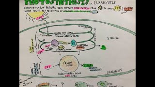 Photosynthesis Sketch Notes for AP Bio  Simple [upl. by Ynatirb773]