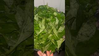 Minivlog188 ganike soppu saaru recipe dailyroutine lunchrecipes dailylifestylevlogs food vlog [upl. by Giffer799]