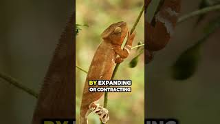 The Color Changing Magic of Chameleons animals facts science magic colors [upl. by Kent]