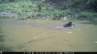 Camera Trap Hairy nosed otter  Lutra Sumatrana [upl. by Nosemyaj567]