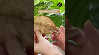 do dyinge leaves mean your plants in trouble shortvideo plants viral garden houseplant [upl. by Volin946]