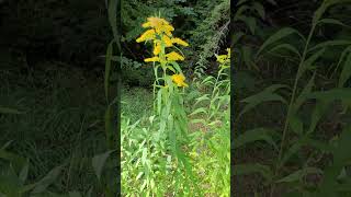 La Verge DOr le Meilleur Diurétique pour les Reins  Goldenrod the Best Diuretic for the Kidneys [upl. by Jo Ann]