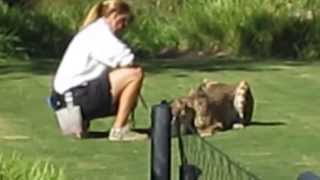 Cheetah Run at San Diego Zoo Safari Park [upl. by Soiritos436]