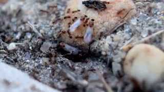 Pheidole bicarinata nuptial flight [upl. by Arsuy]