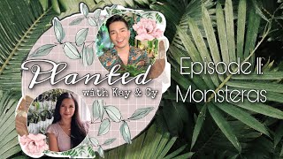 How we care for our Monsteras  Planted Ep 11 Monstera MonsteraMonday [upl. by Drahser]